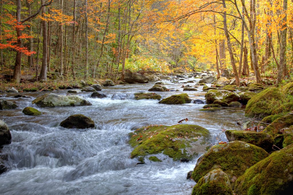 Beautiful Smoky Mountain stream in the Fall season, showing golden, red and green trees lining the stream and rushing water with moss covered rocks.