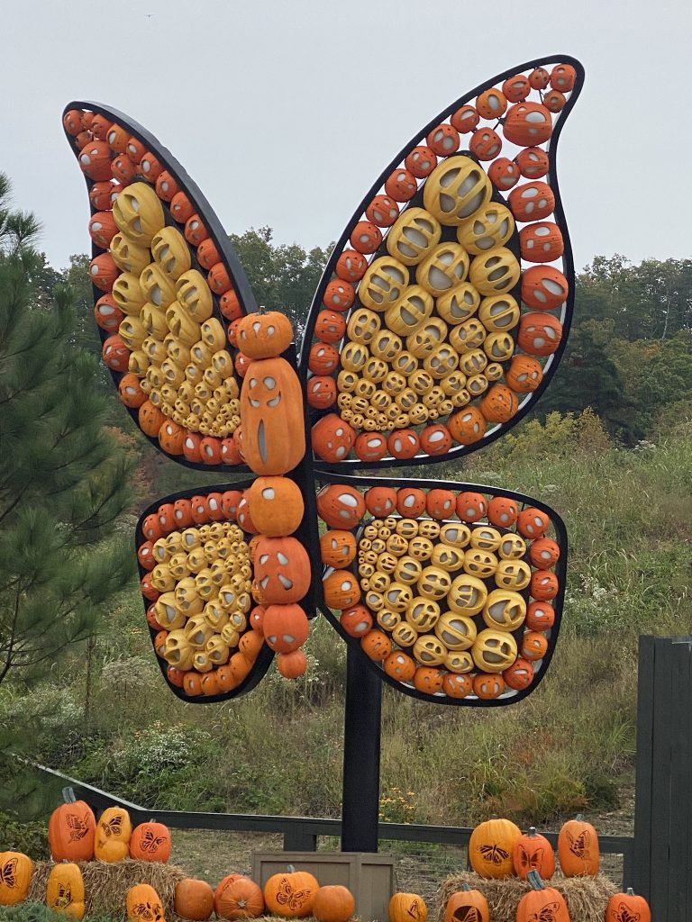 butterfly pumpkin luminary during the day