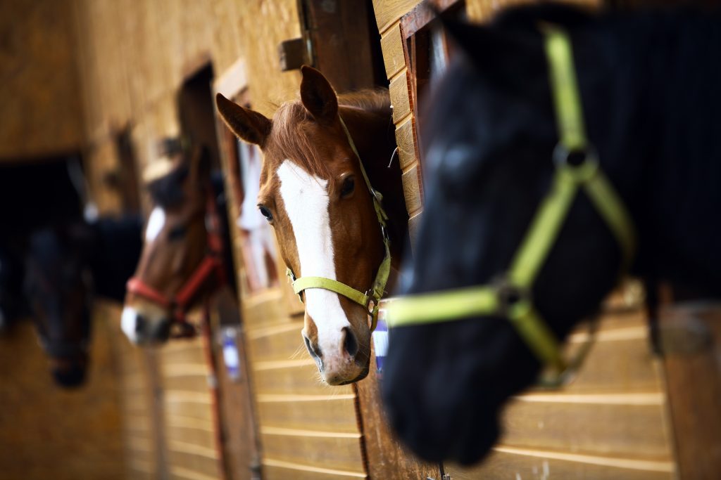 Color shot of some horses in a stable