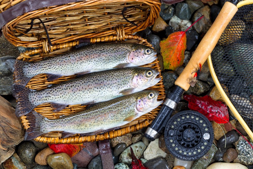 Top view of native wild trout, inside of fishing creel, with fly reel, pole and late autumn leaves on wet river bed stones