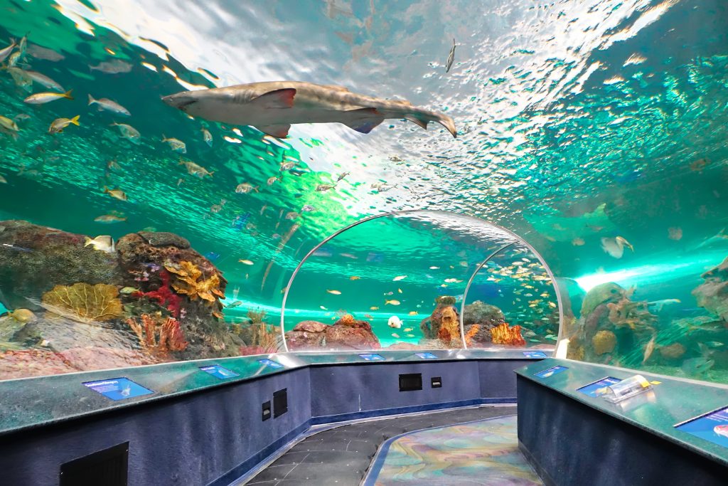view of the shark tunnel at Ripley's aquarium