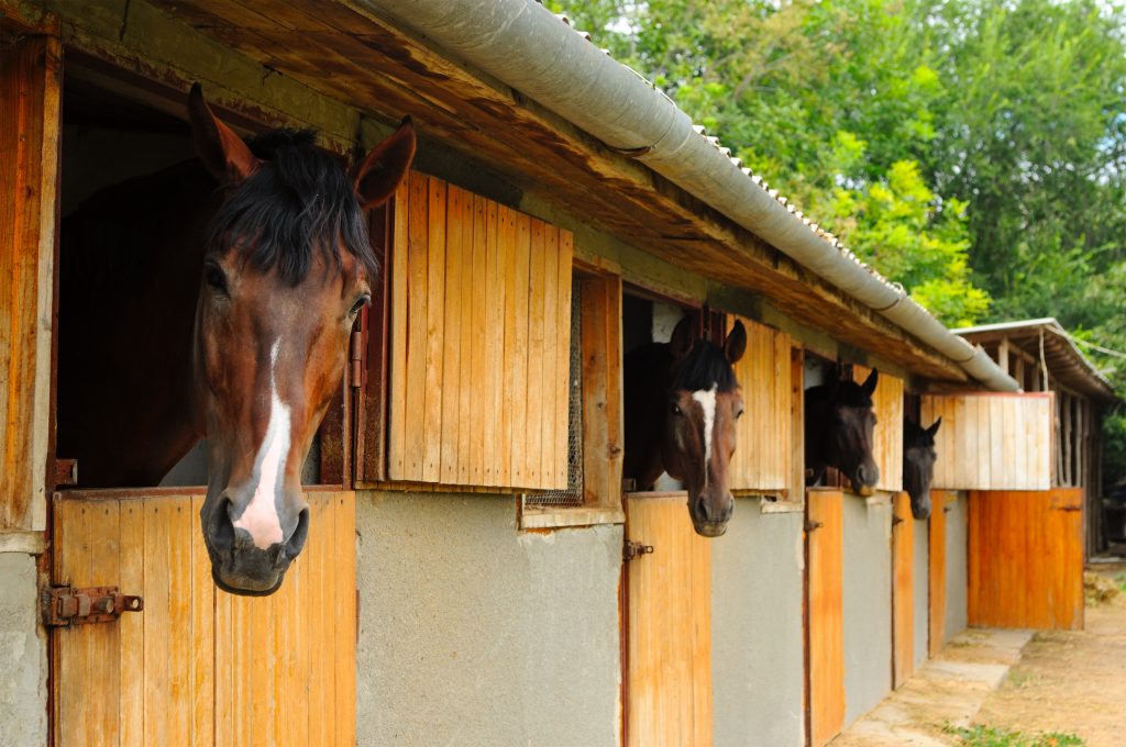 horses looking out of their stables