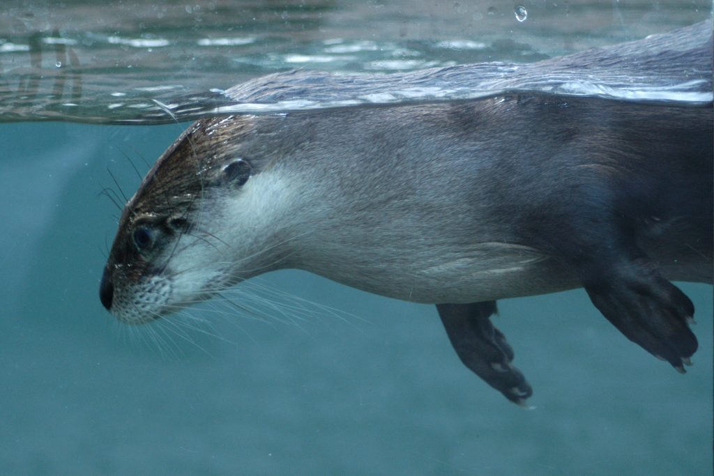 river otter in underwater viewing area