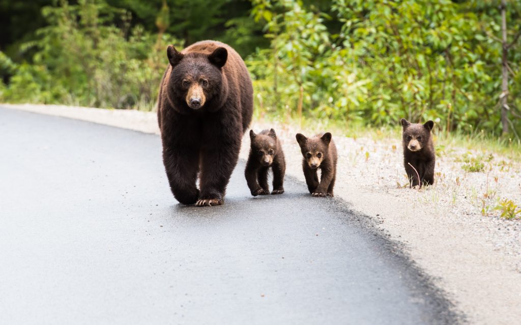 black bears on side of road in the Great Smoky Mountains National Park