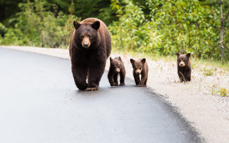 Where to See Bears in Gatlinburg (Guide for 2023)