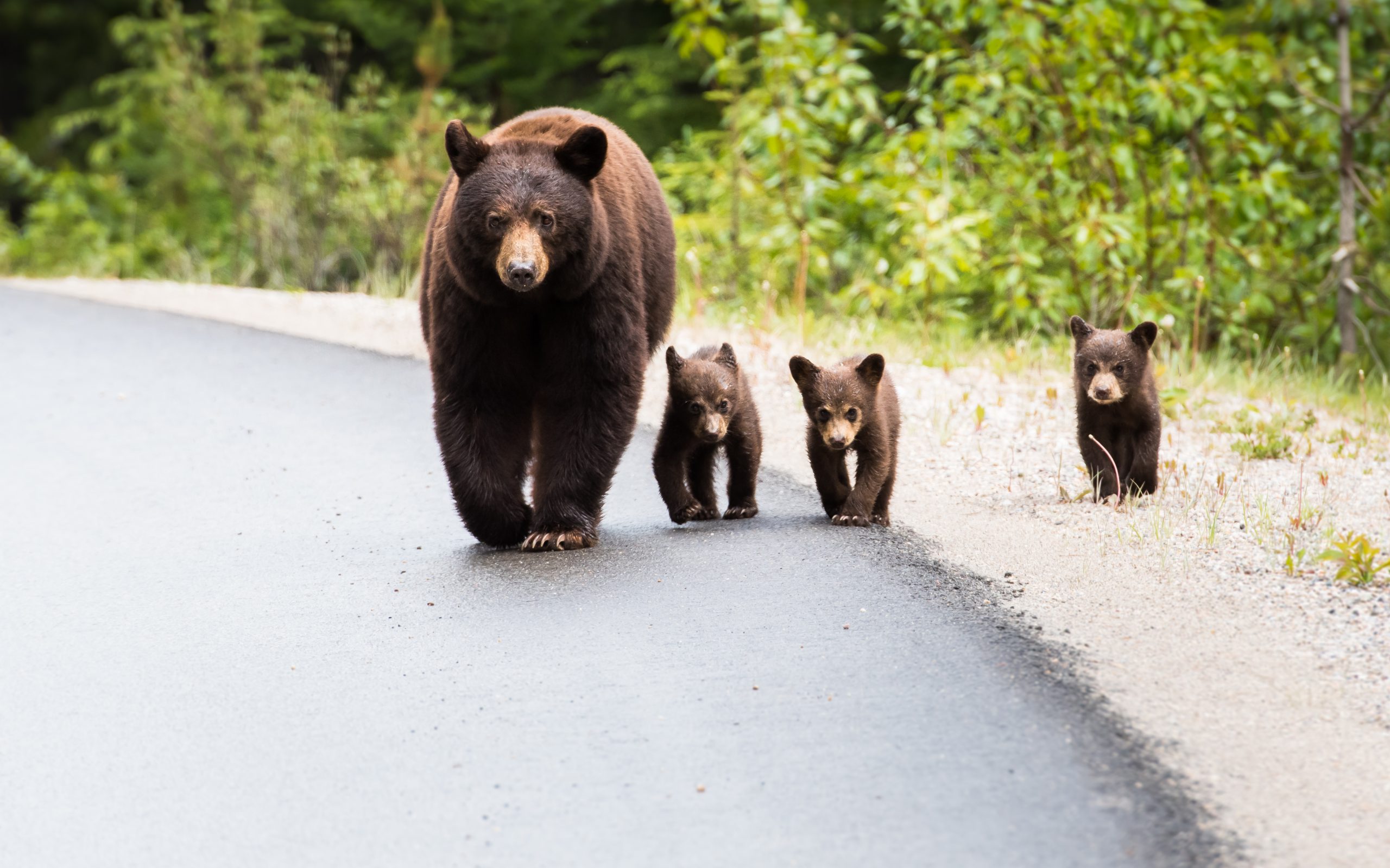 What Bears Are In Smoky Mountains