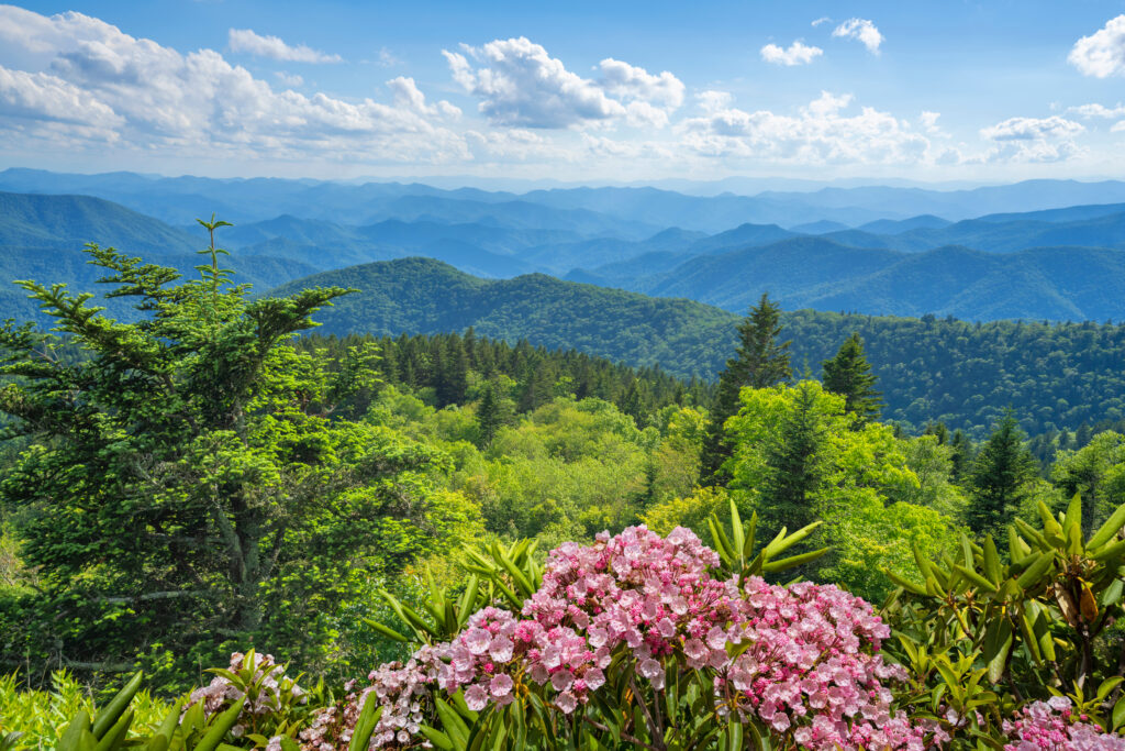 smoky mountains in background with pink wildflowers in front
