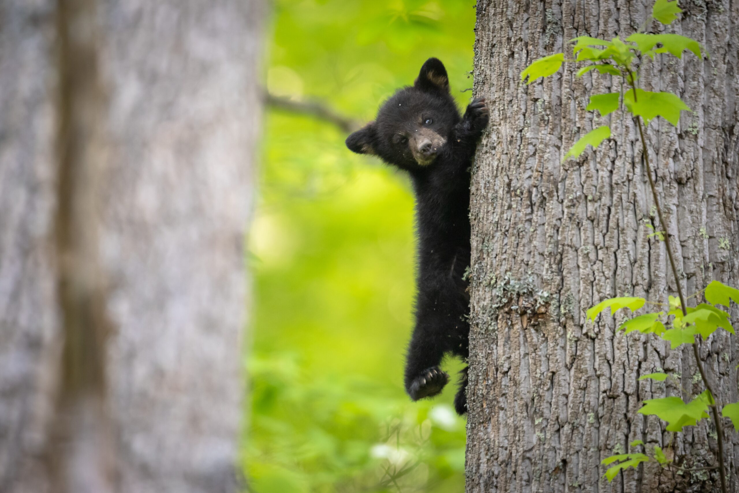 animals-in-tennessee-mountains-exploring-diverse-wildlife