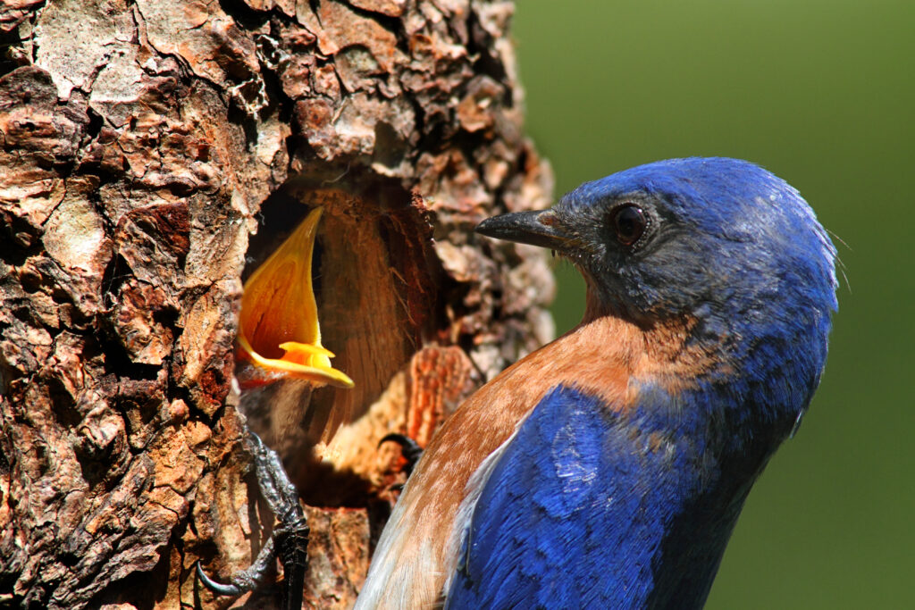 Male Eastern Bluebird (Sialia sialis) bringing food to a hungry baby