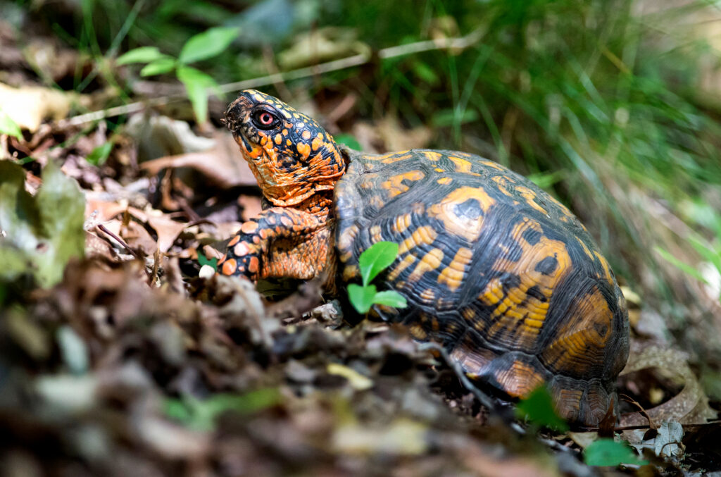 eastern box turtle in the woods