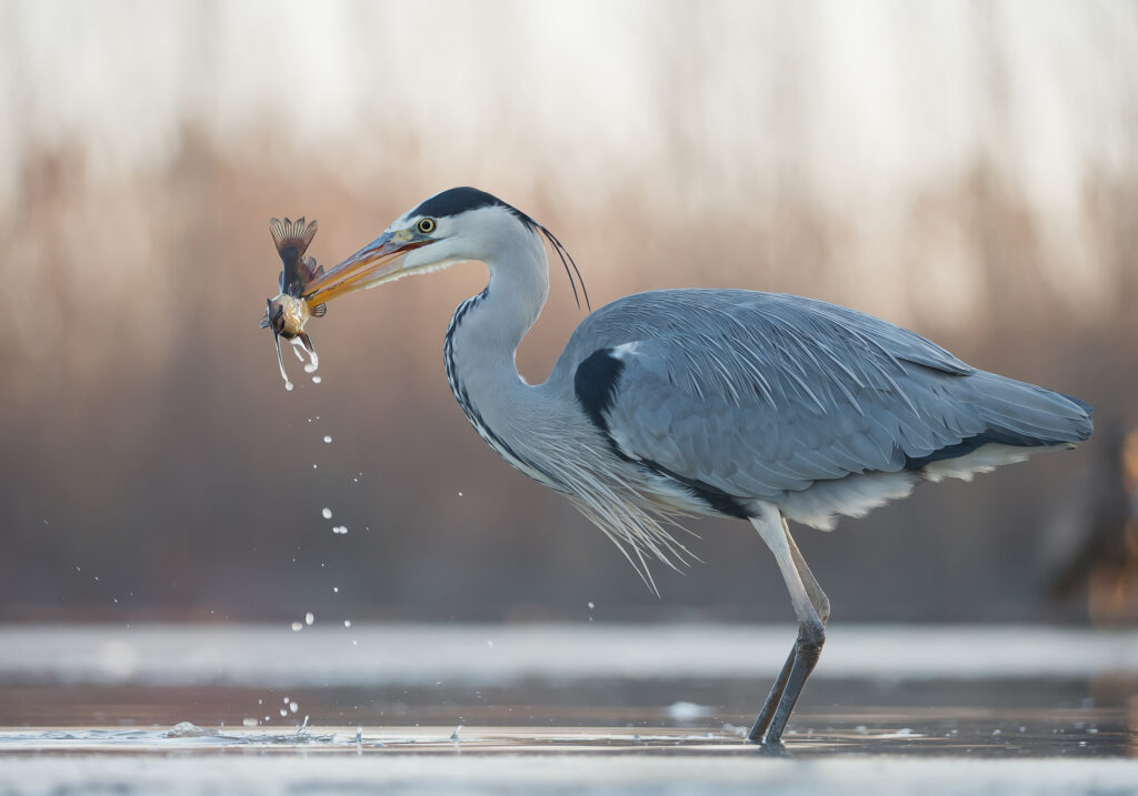 great blue heron catching a fish