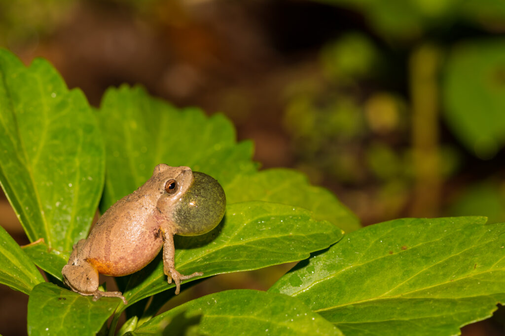 northern spring peeper frog