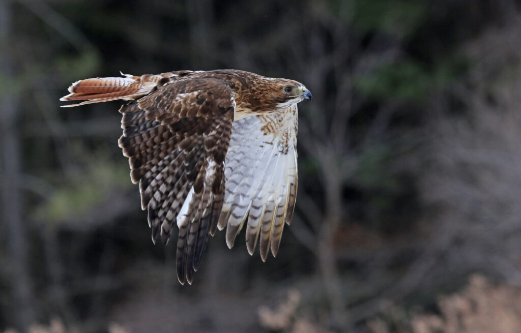 A Red-tailed hawk (Buteo jamaicensis) in mid-flight.