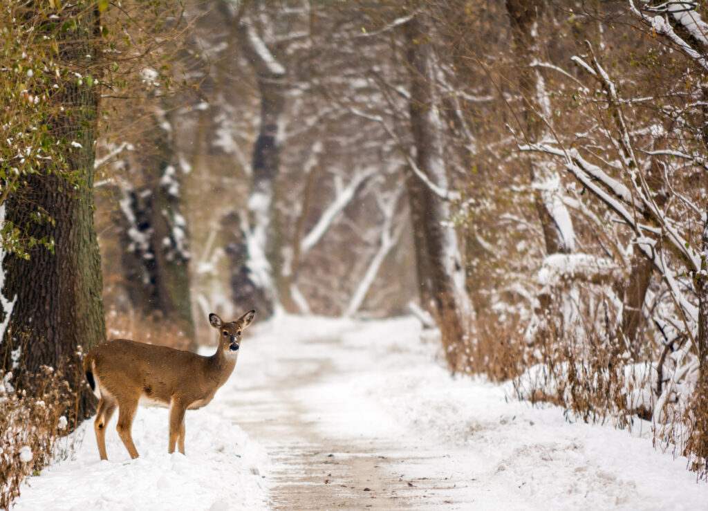 Photo of a white tailed deer on a snowy path makes for a beautiful winter scene.