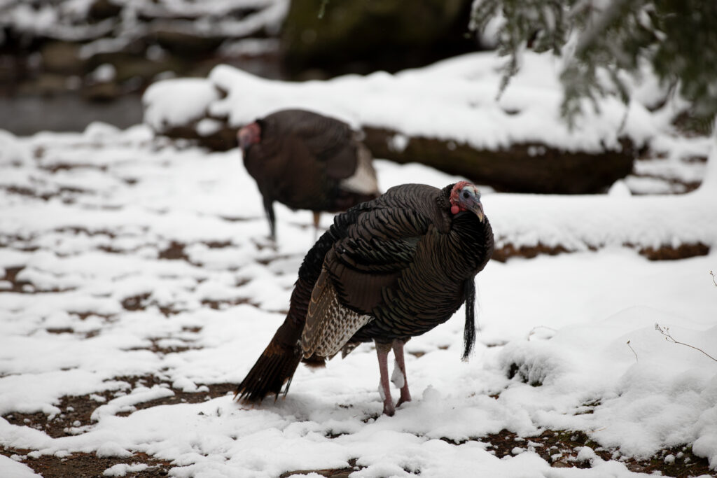 wild turkeys in the snow