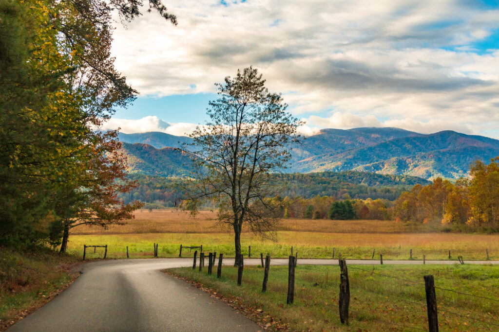view from cades cove loop road with trees and mountains
