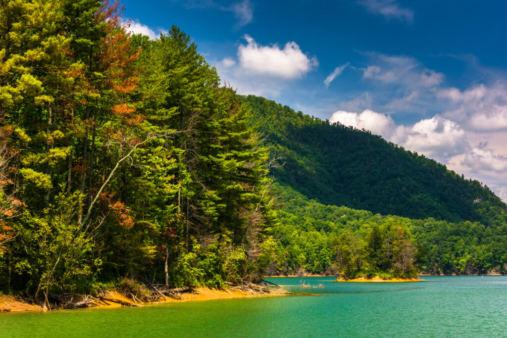 Trees along the shore of Watauga Lake,  Cherokee National Forest, Tennessee